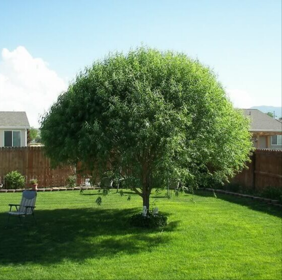 Globe Willow