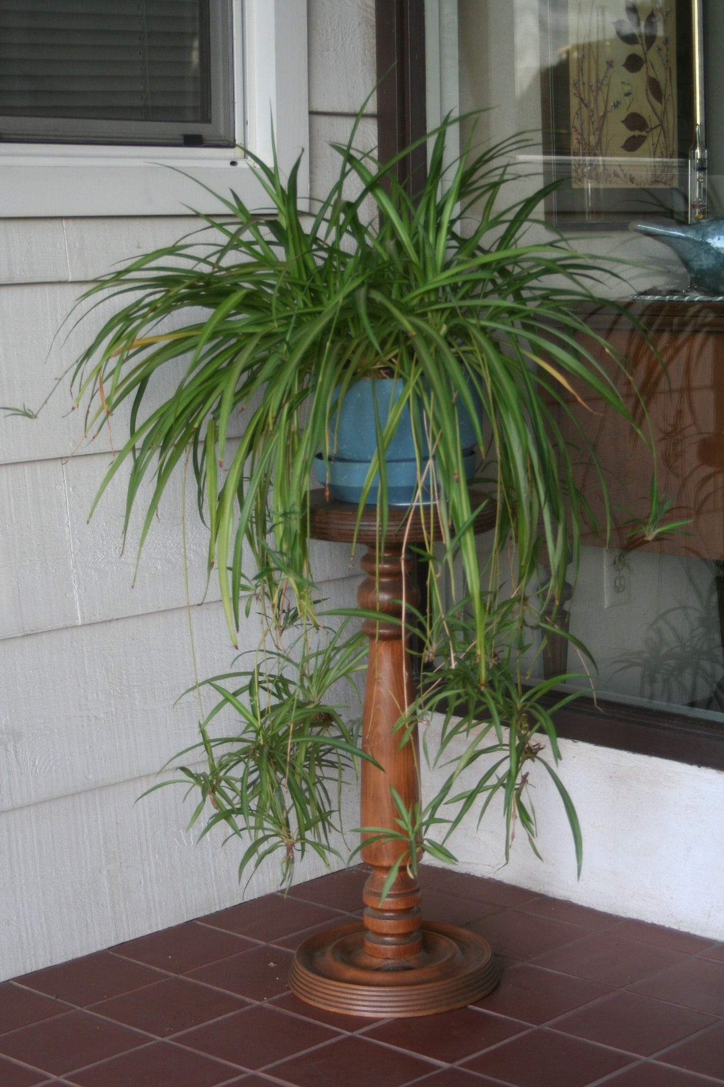 Spider Plant