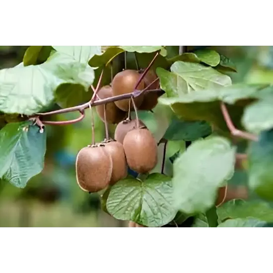 Fruit Plants Kiwi