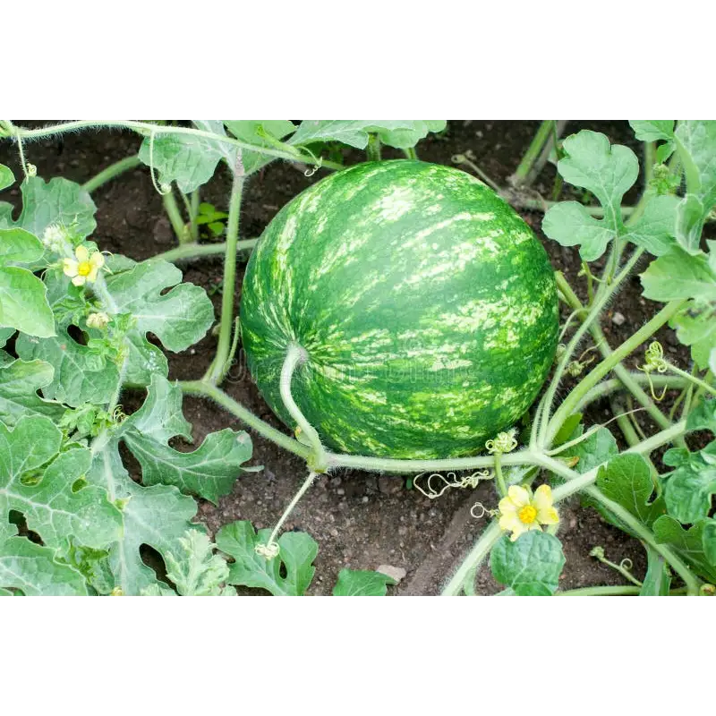 Fruit Plants Watermelon