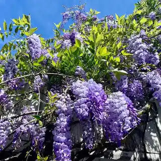 Wisteria -Frutescens Amethyst Falls