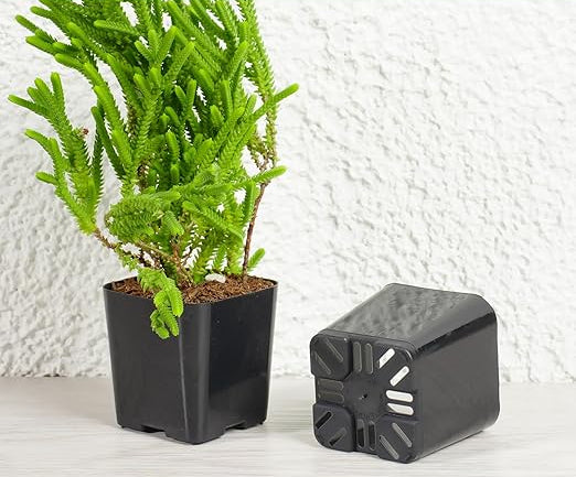 2" Nursery Pots With Organic Soil