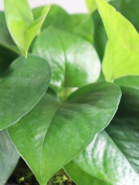 Pothos - Jade "Green Queen"