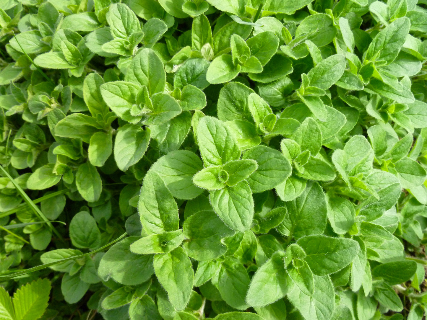 Herbs