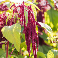 Amaranth Love Lies Bleeding