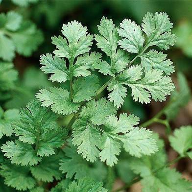 Herbs