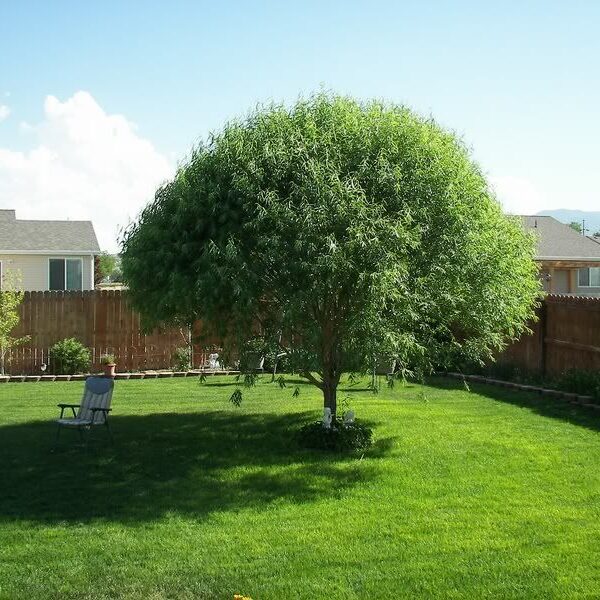 Globe Willow