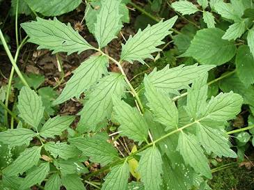 Herbs
