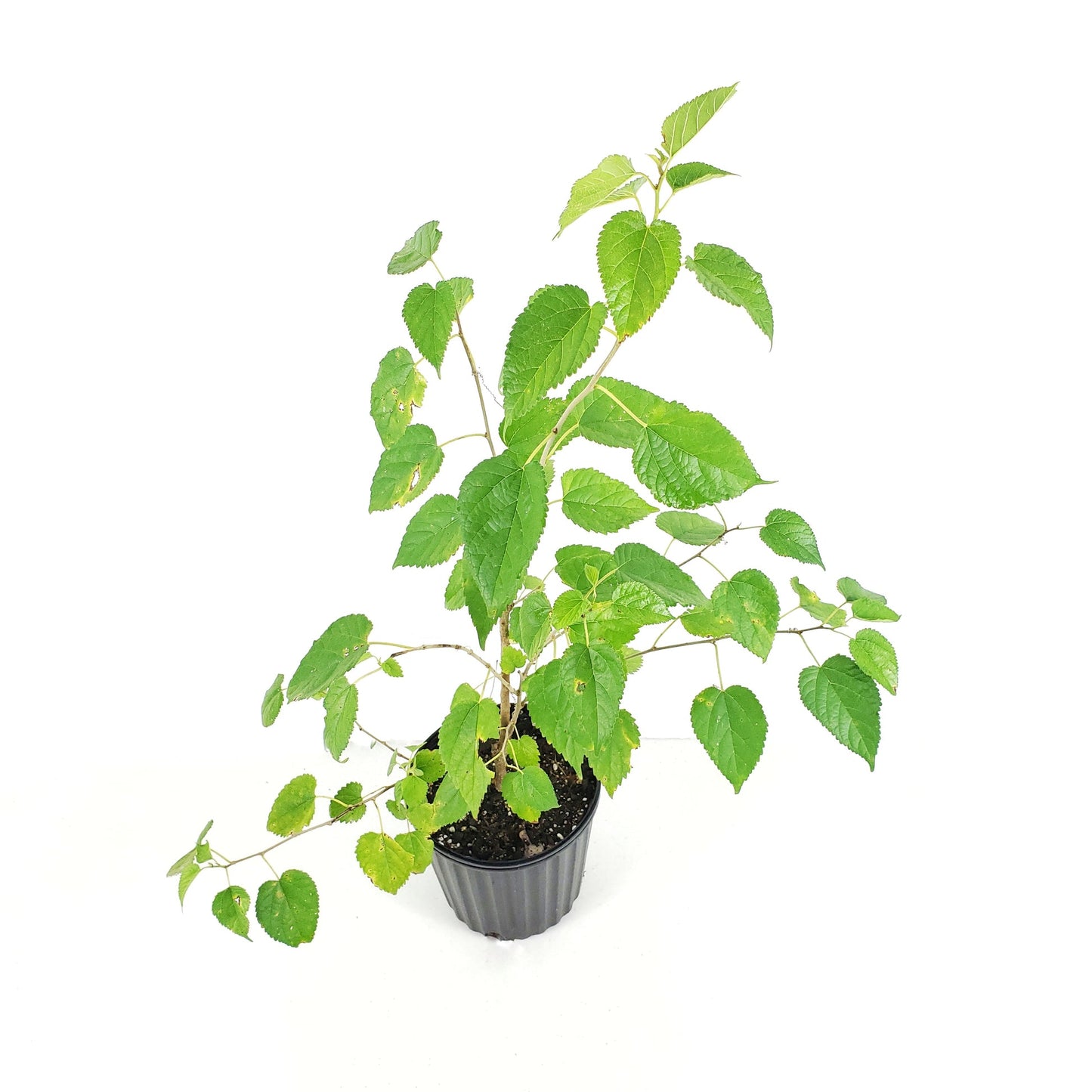 Dwarf Everbearing Mulberry Tree