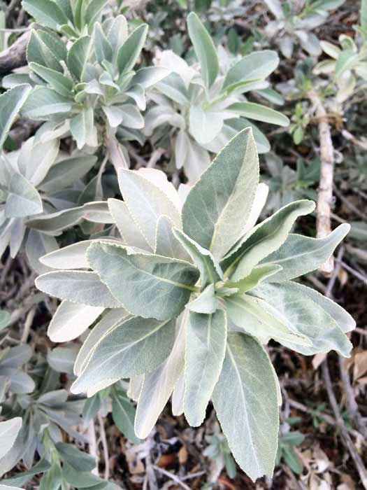 Herbs