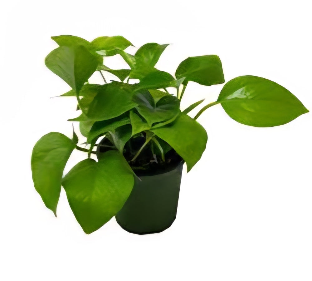 Pothos - Jade "Green Queen"
