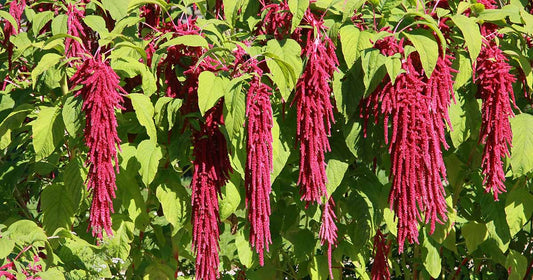 Amaranth Love Lies Bleeding