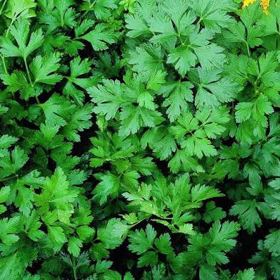 Herbs