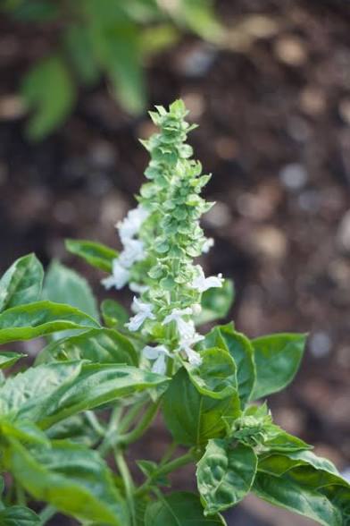 Herbs