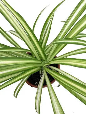 Spider Plant