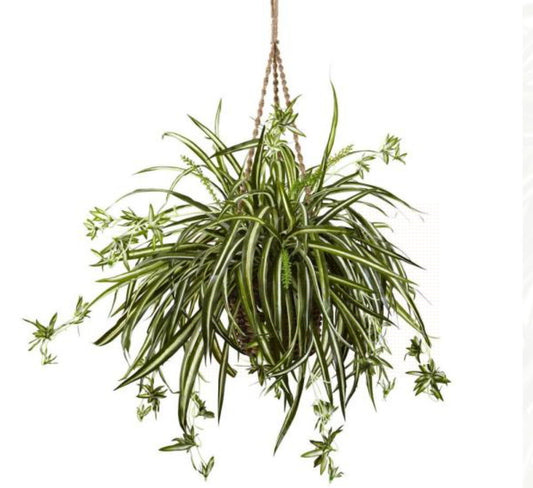 Spider Plant