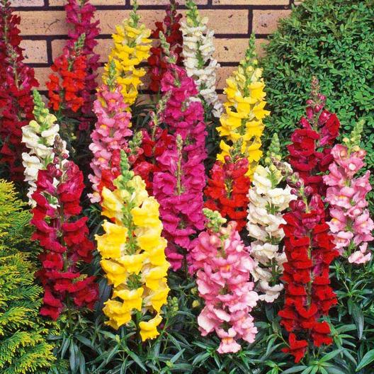 Annuals