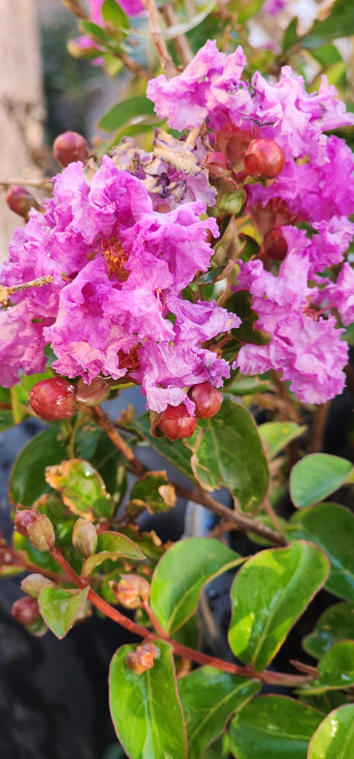 Shrubs