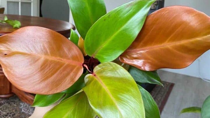 Houseplants
