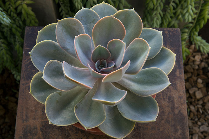 Succulents