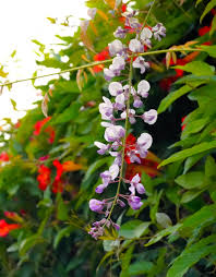 Vines