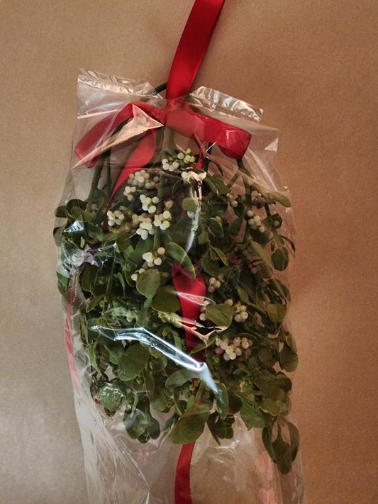 Large Fresh Mistletoe Bundle
