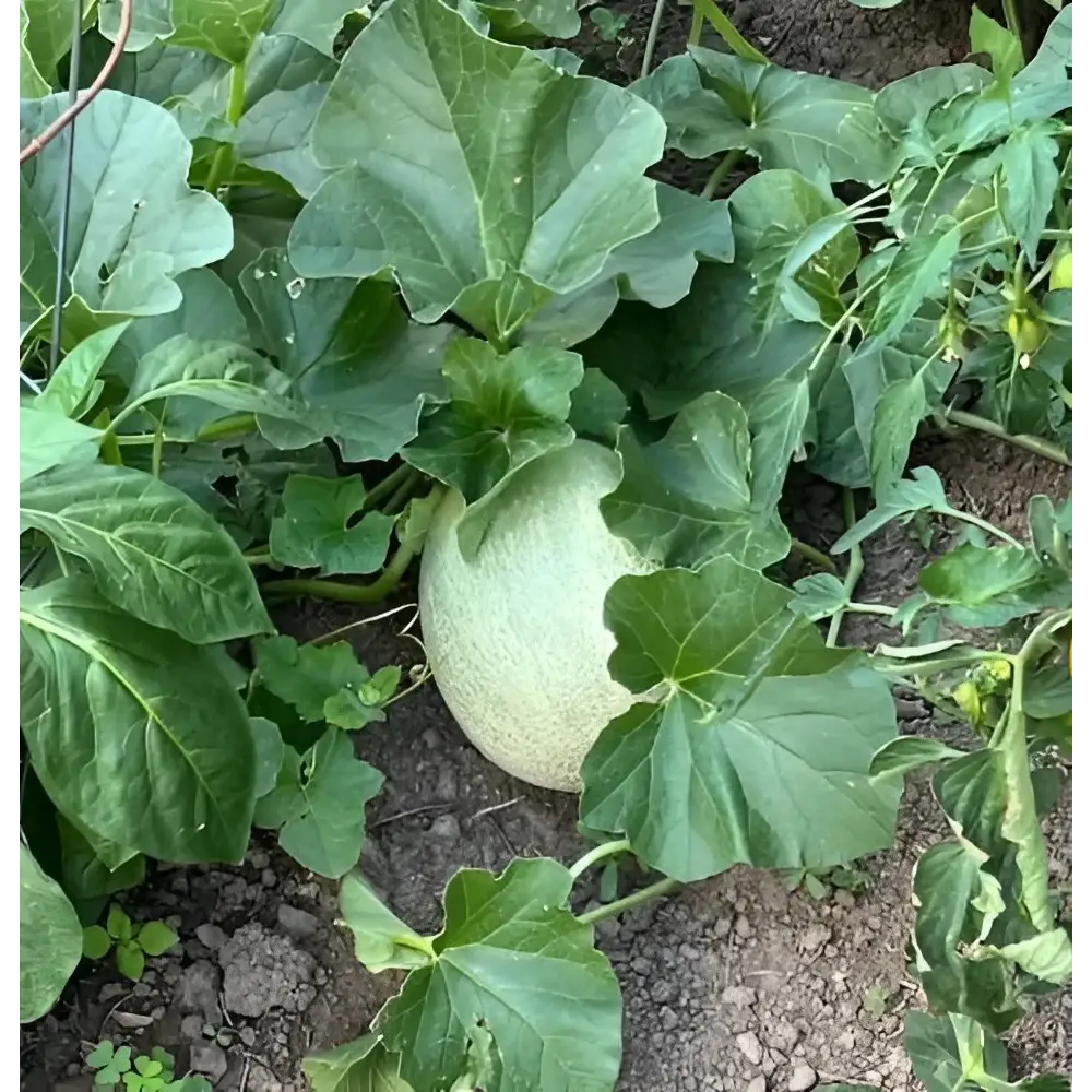Fruit Plants Cantaloupe