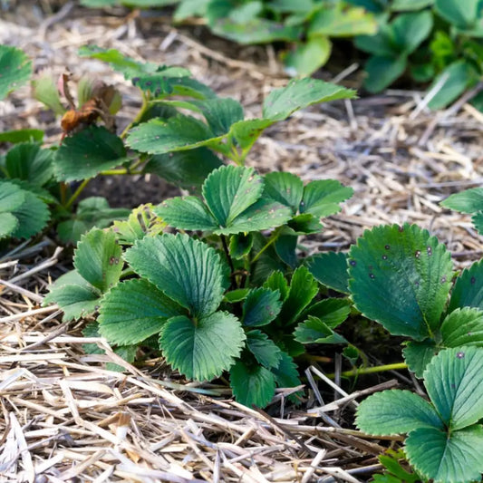 Fruit Plants Strawberry Seascape 2 Plants