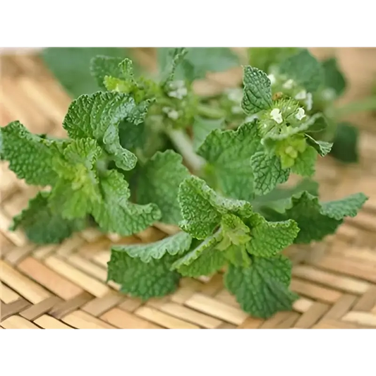 Herbs Herb