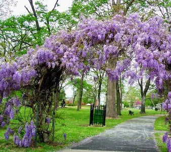 Wisteria -Frutescens Amethyst Falls