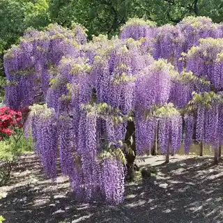 Wisteria -Frutescens Amethyst Falls