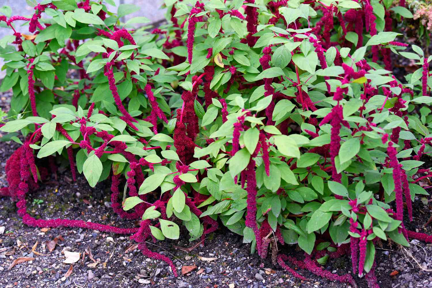 Amaranth Love Lies Bleeding