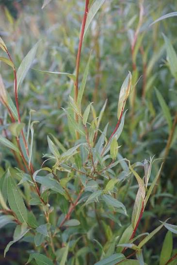Red Willow