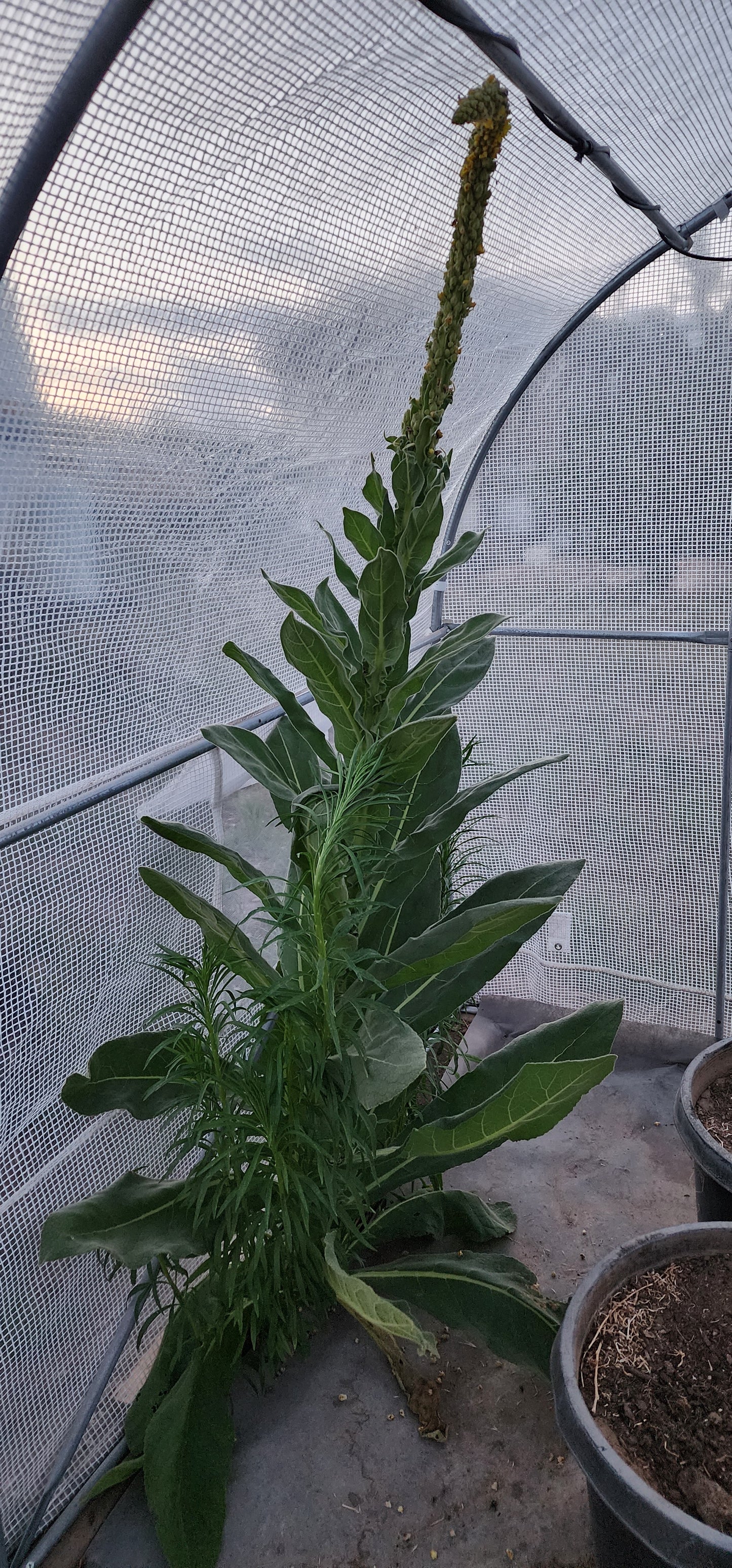 Herbs