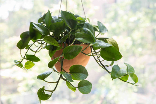 Pothos - Jade "Green Queen"