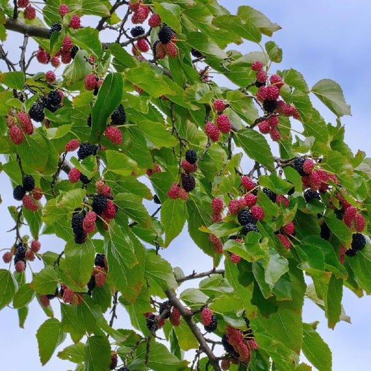 Dwarf Everbearing Mulberry Tree