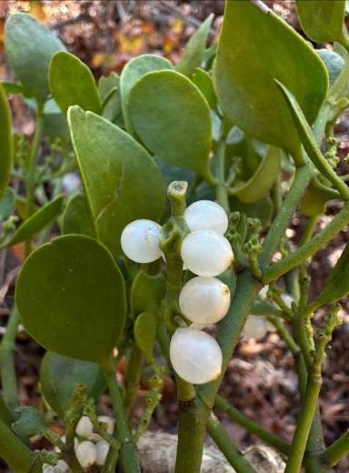 Fresh Cut Box of Mistletoe Branches