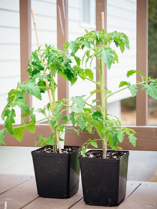 Vegetables
